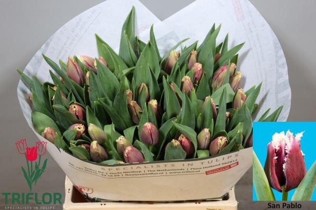 <h4>TU FR SAN PABLO</h4>