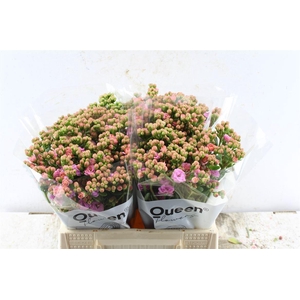 Kalanchoe Taffy Pink Meadow