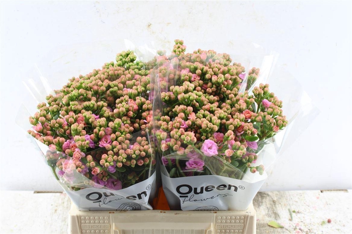 <h4>Kalanchoe Taffy Pink Meadow</h4>