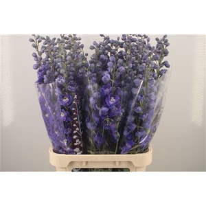 Delph El Dewi Dark Blue Smile