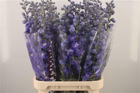 <h4>Delph El Dewi Dark Blue Smile</h4>