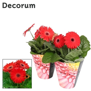 Gerbera 2-bl Red Potcover