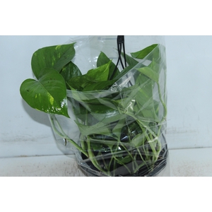 JIBOIA VERDE C21 PENDENTE