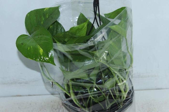 <h4>JIBOIA VERDE C21 PENDENTE</h4>