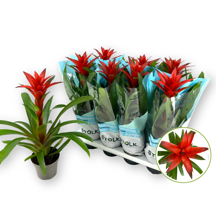 <h4>Guzmania 14cm "Amoretto" gekleurde hoes 50cm</h4>