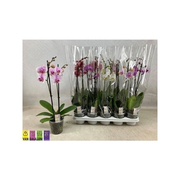 <h4>Phal Gem 2 Branches 12+</h4>