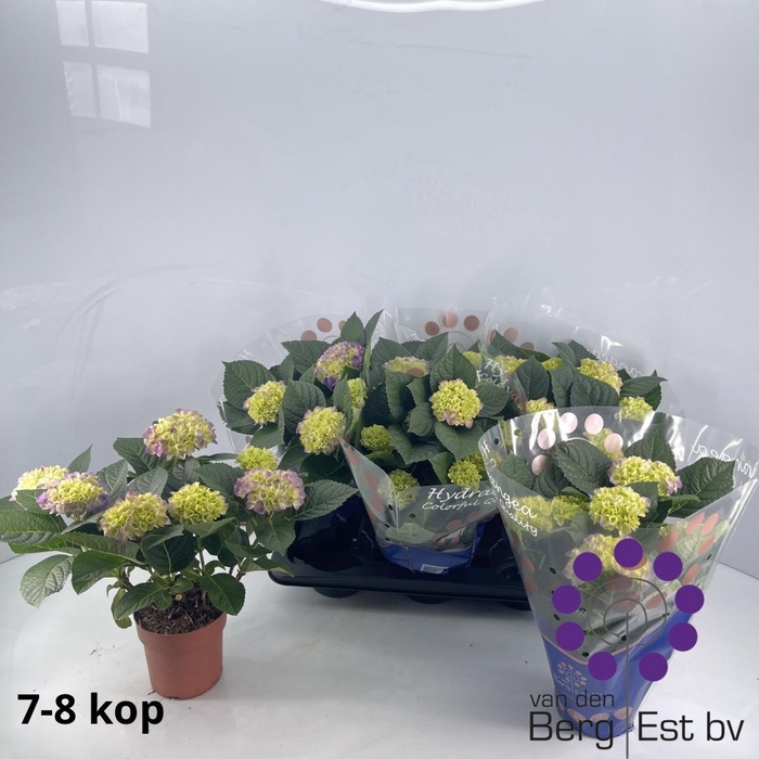 <h4>HYDR M HI MEADOW</h4>