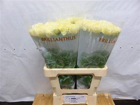 <h4>Di St Liberty</h4>