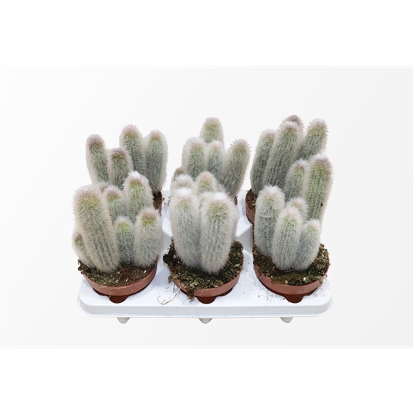 <h4>Austrocephalocereus Dybowskii</h4>