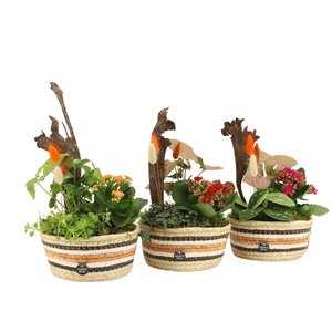41595: Treasure time arrangement