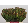 Leucadendron Laurel Yellow