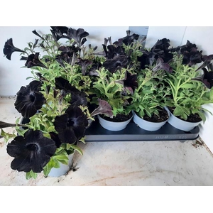 PETUNIA BLACK P12
