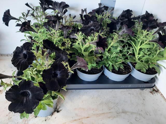 <h4>PETUNIA BLACK P12</h4>