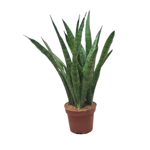Sansevieria zeylanica green line 12 cm