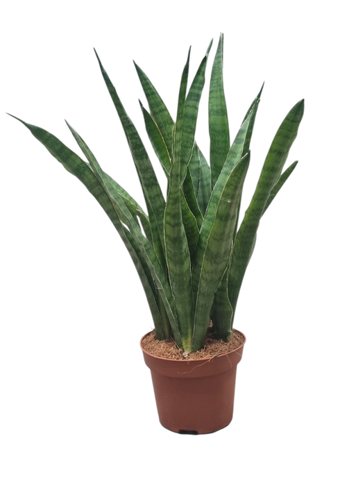 <h4>Sansevieria Kirkii 12 cm</h4>