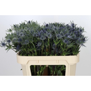 ERYNGIUM PLANUM ERYNGIUM PLANUM