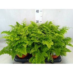 Adiantum raddi. 'Fritz-Luthi'