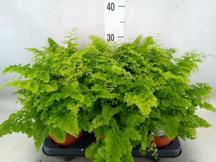 <h4>Adiantum raddi. 'Fritz-Luthi'</h4>