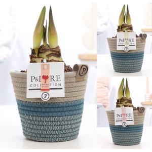 Hippeastrum mix in P&PURE Fashionpot Valerie