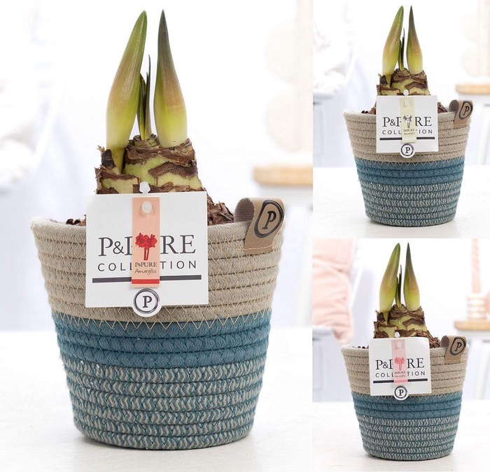 <h4>Hippeastrum mix in P&PURE Fashionpot Valerie</h4>