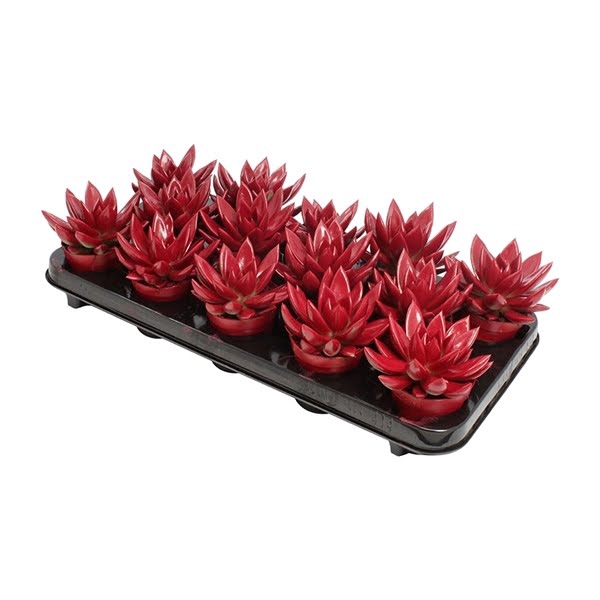 <h4>Echeveria coloured red</h4>