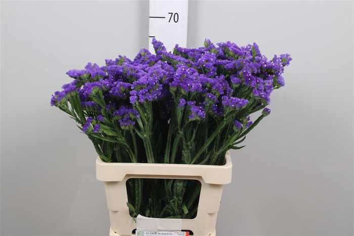 <h4>Lim S Cryst Dark Blue</h4>