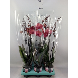 Phalaenopsis   ...