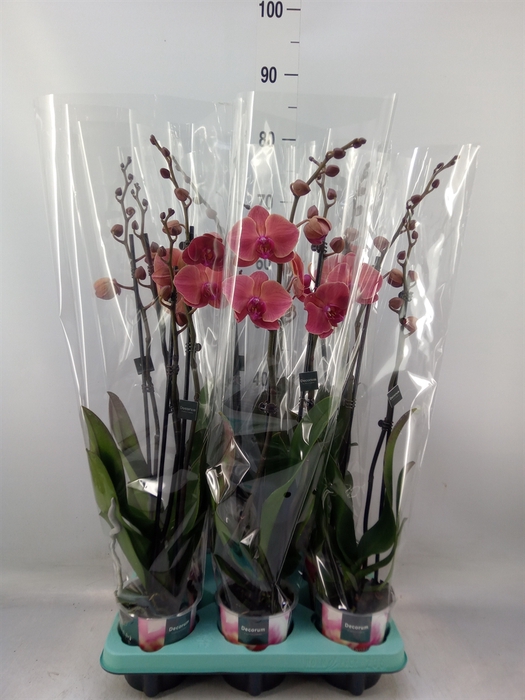 <h4>Phalaenopsis   ...</h4>