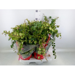 Aeschynanthus  'Pink Polka'