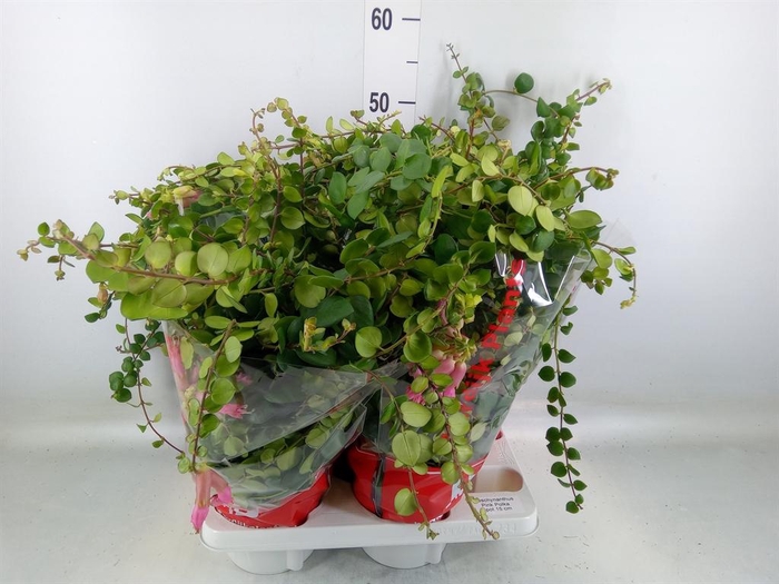 <h4>Aeschynanthus  'Pink Polka'</h4>