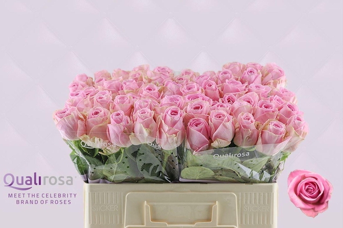 <h4>Rosa GR 'Heidi'</h4>