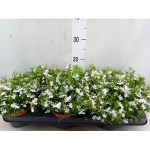 Lobelia erin. 'LagunTrail White'