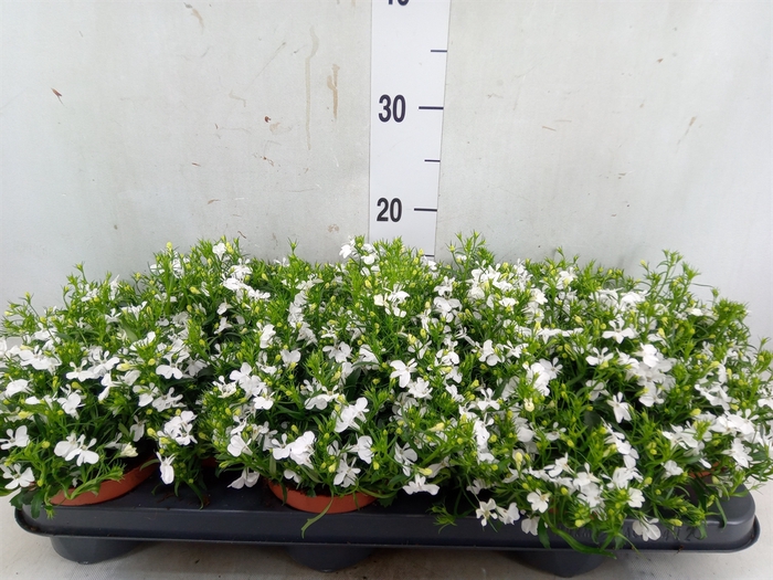 <h4>Lobelia erin. 'LagunTrail White'</h4>