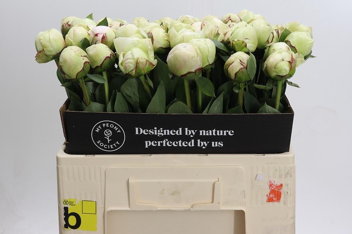 <h4>Paeonia (Lactiflora Grp) 'White Pool'</h4>