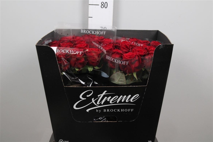 <h4>R Gr Red Naomi!</h4>