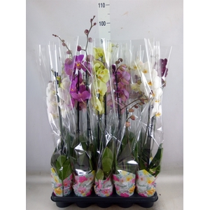 Phalaenopsis   ...mix  5