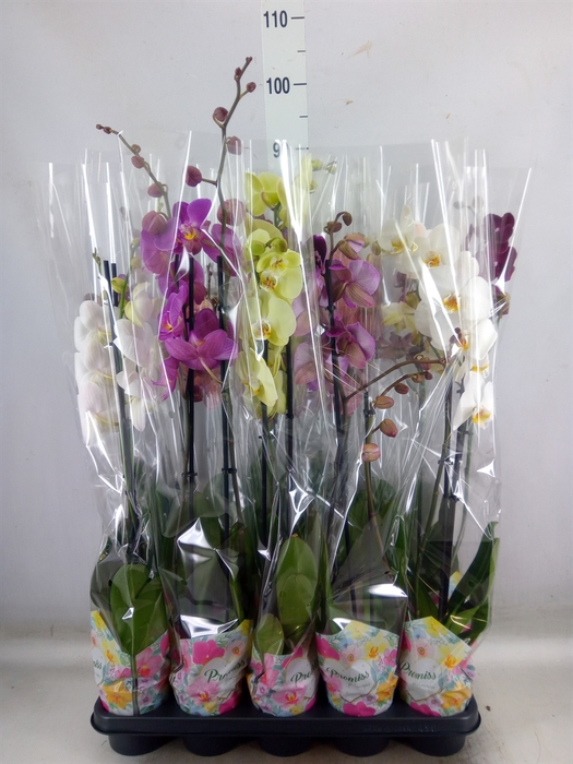 <h4>Phalaenopsis   ...mix  5</h4>