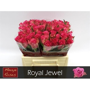 R GR ROYAL JEWEL