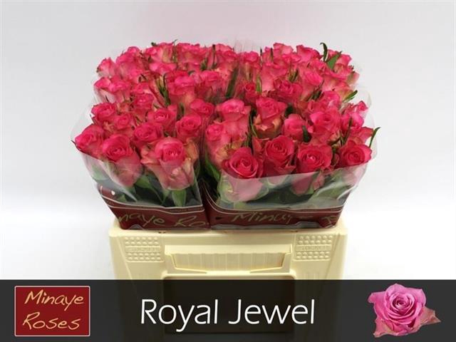 R GR ROYAL JEWEL