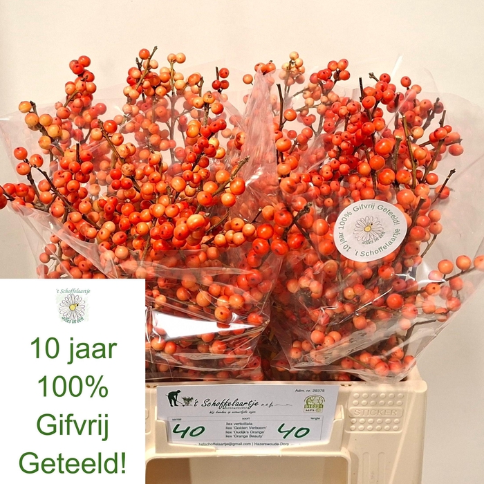 <h4>ILEX VE OUDIJ ORANGE</h4>