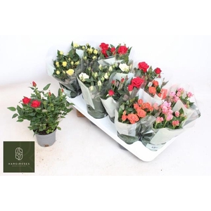 RO KORDANA GEM 5 SRT