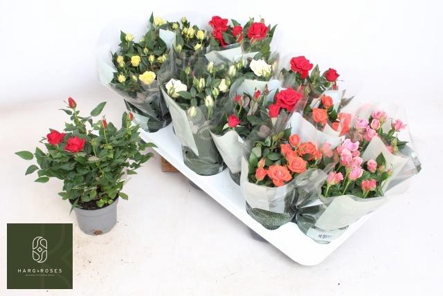 <h4>RO KORDANA GEM 5 SRT</h4>