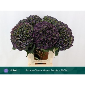 Hydr Parade Classic Green Purple 60 cm Vicini