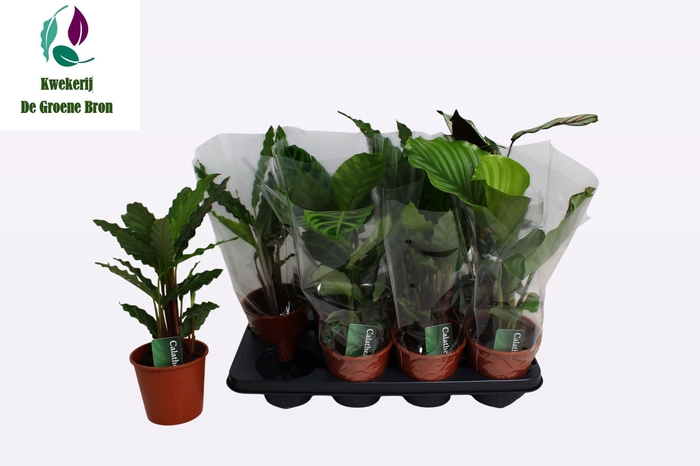 <h4>CALAT GEM 3 SRT</h4>