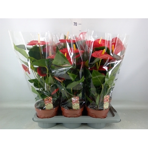 Anthurium andr. 'Idaho'