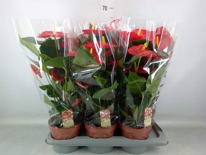 <h4>Anthurium andr. 'Idaho'</h4>