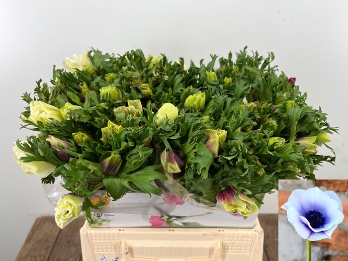 <h4>ANEM CO RB LILAC</h4>