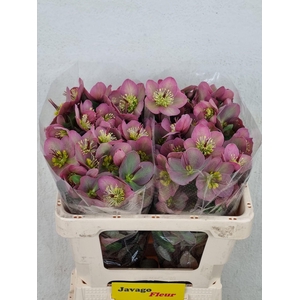 HELL FRK PIPPAS PURP