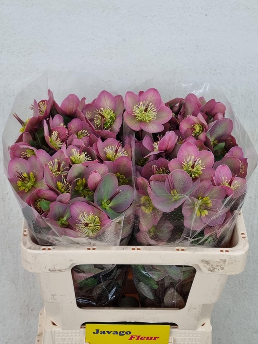 <h4>HELL FRK PIPPAS PURP</h4>