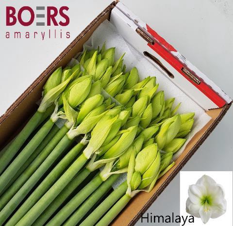 <h4>HIPP GA HIMALAYA</h4>